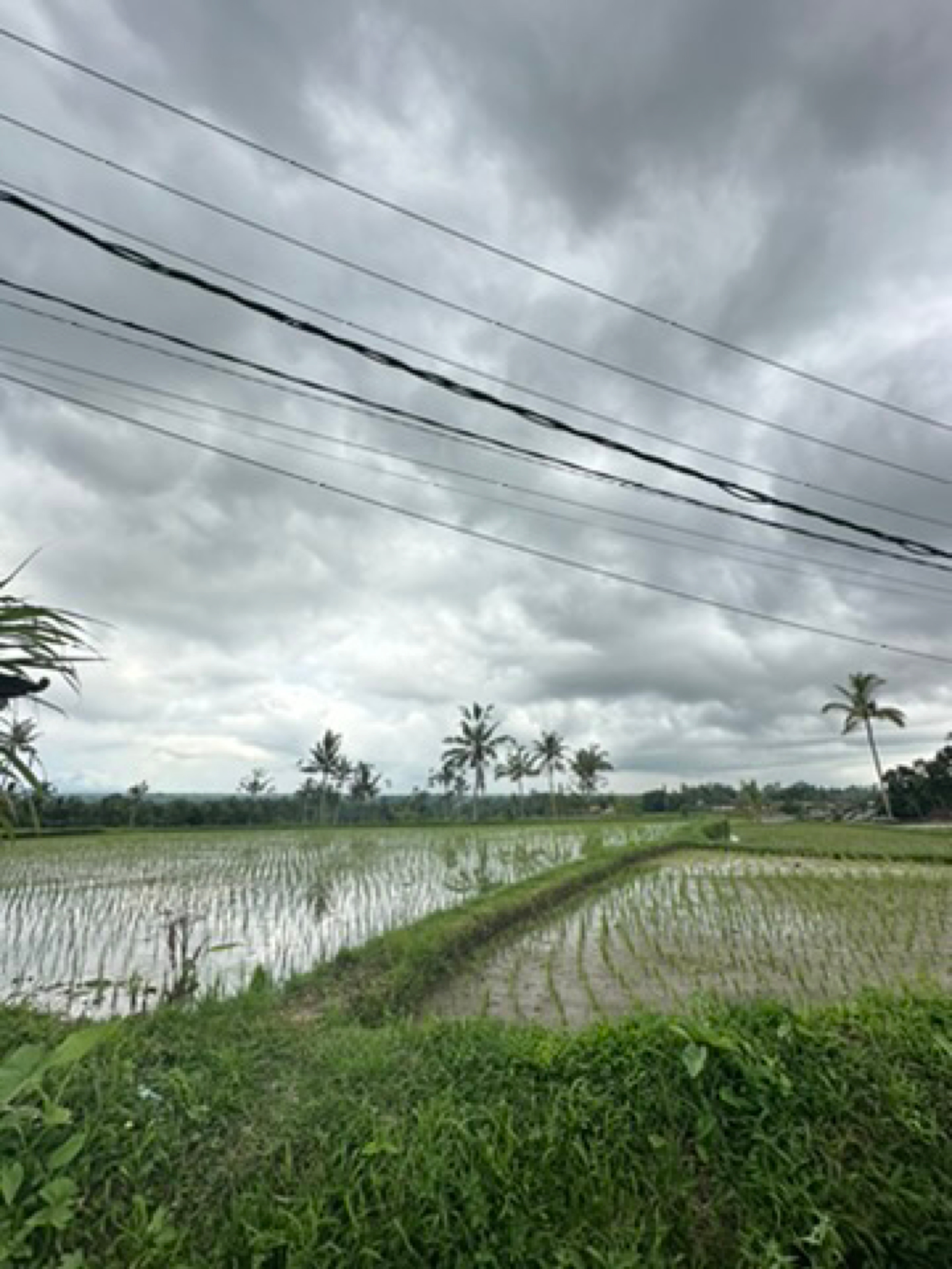 Place context - Tegallalang Rice Terrace