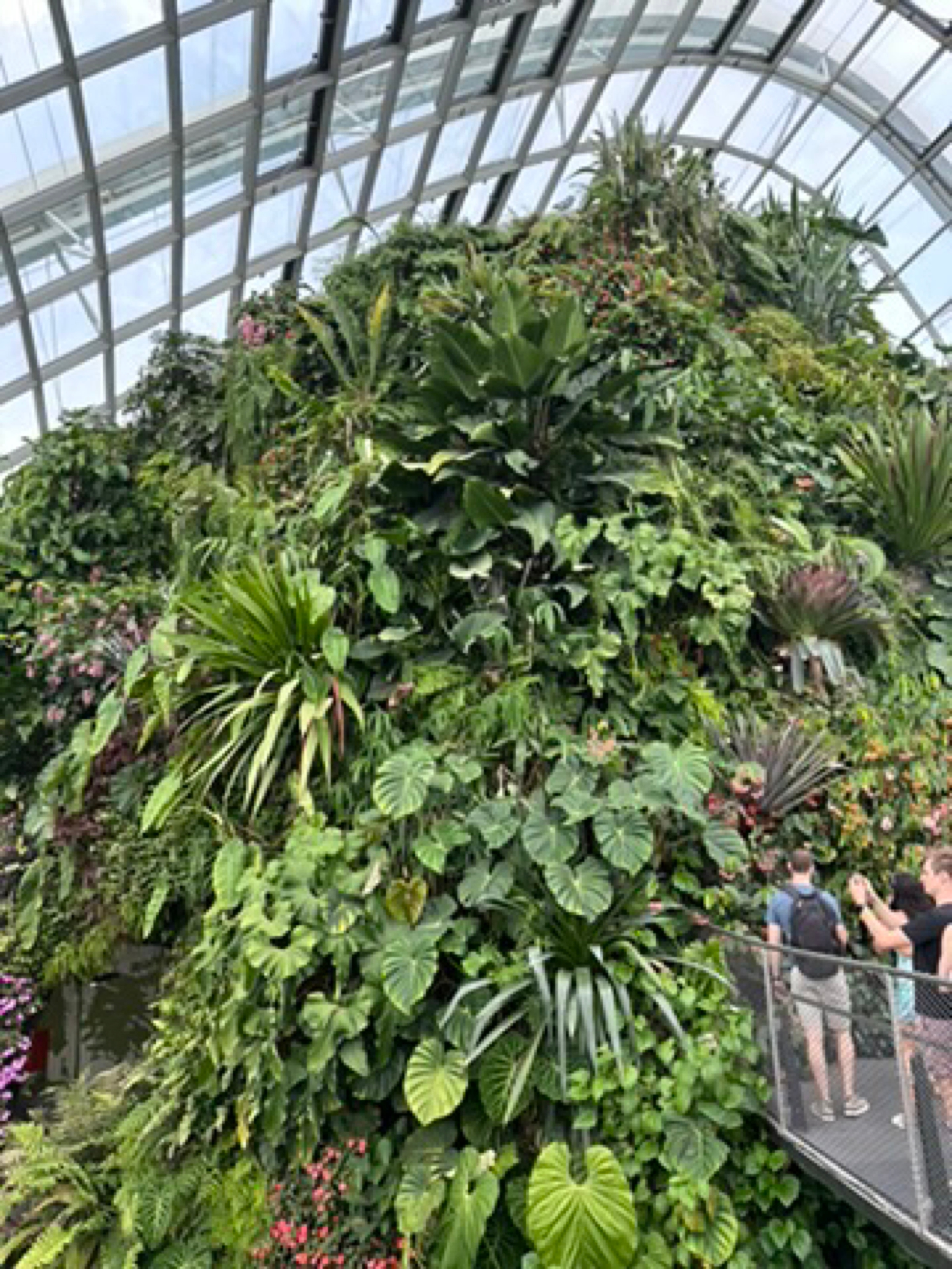 Place context - Cloud Forest
