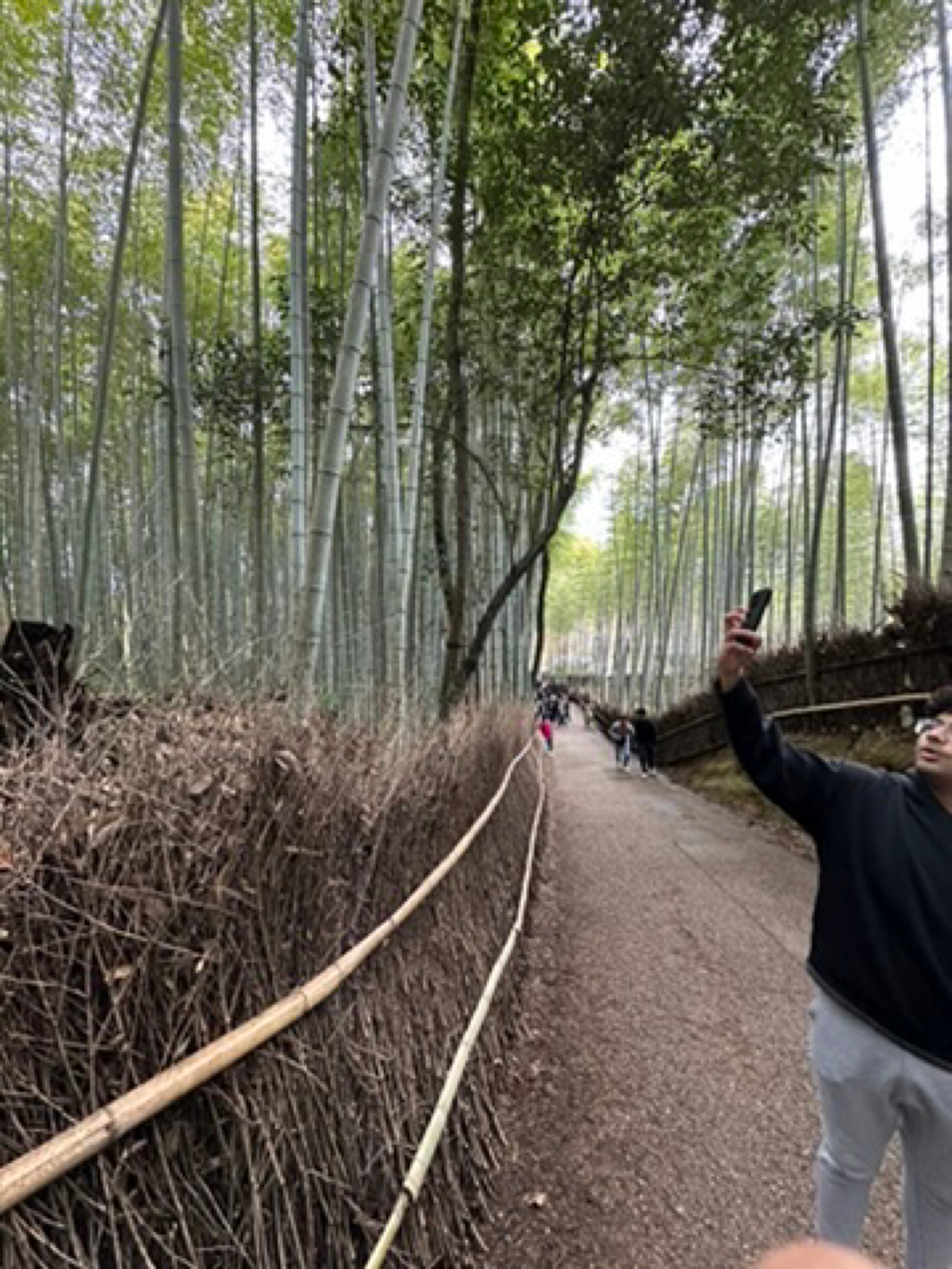 Place context - Arashiyama Bamboo Forest