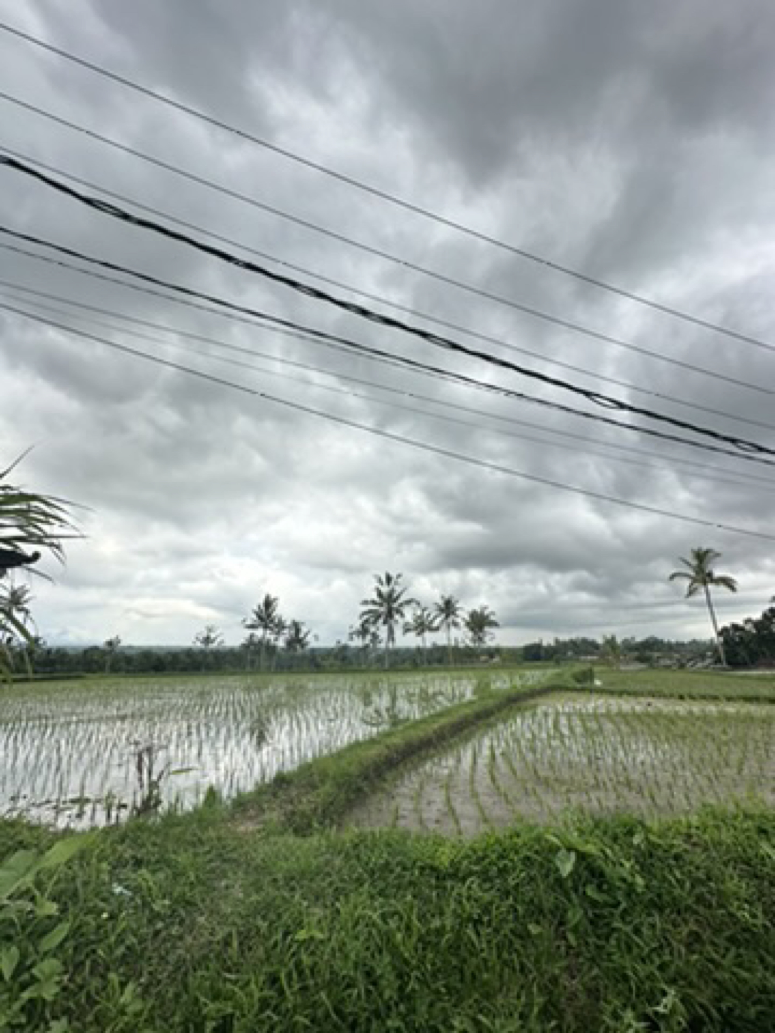 Tegallalang Rice Terrace